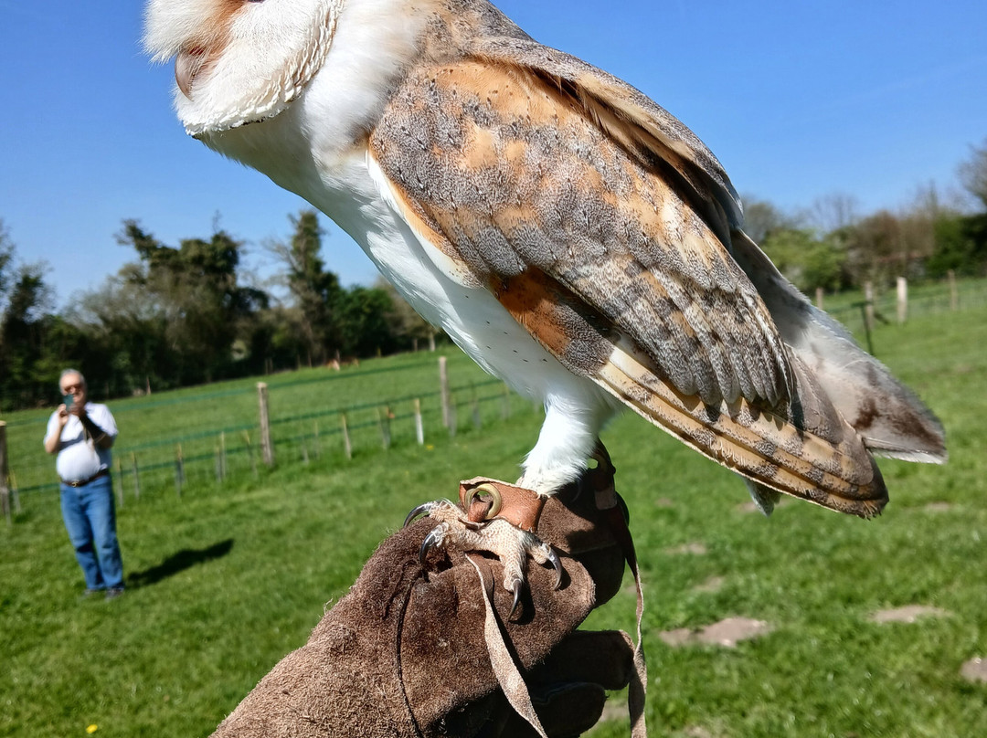 West Sussex Falconry-Compton必去景点