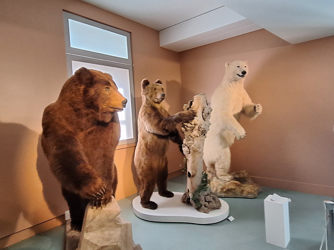 Muséum d'Histoire Naturelle de Tours-图尔必去景点