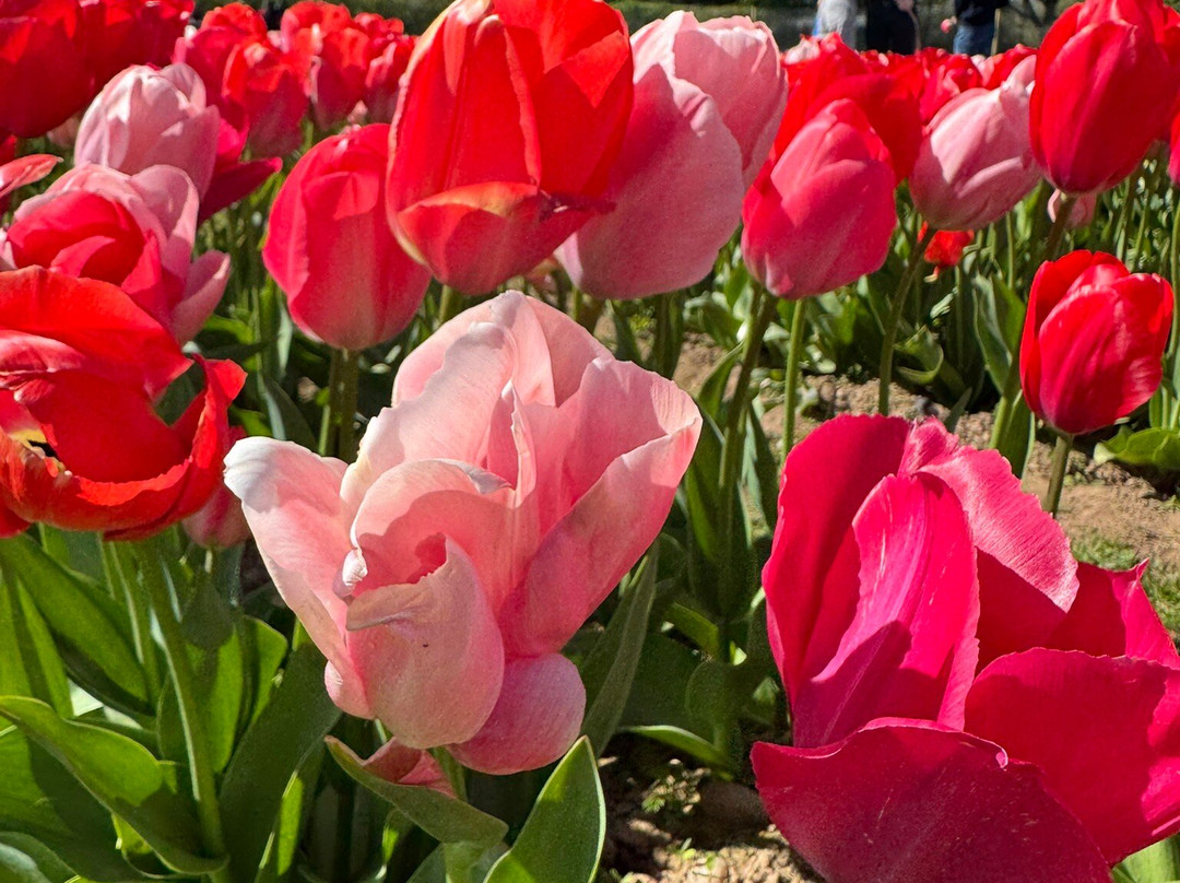 Tulleys Tulip Garden - Warwickshire-沃里克必去景点