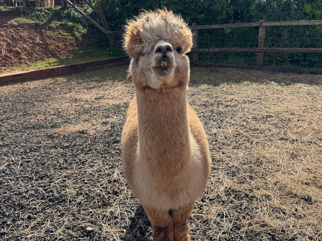 Stoke Wood Alpacas-汤顿必去景点