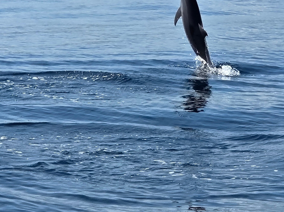 dolphin Lovina tours-罗威那海滩必去景点