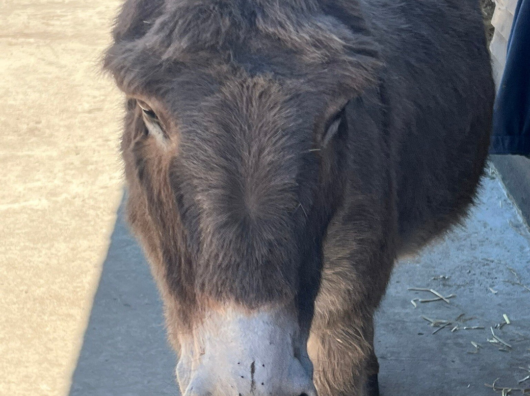 Hayling Island Donkey Sanctuary-海灵岛必去景点