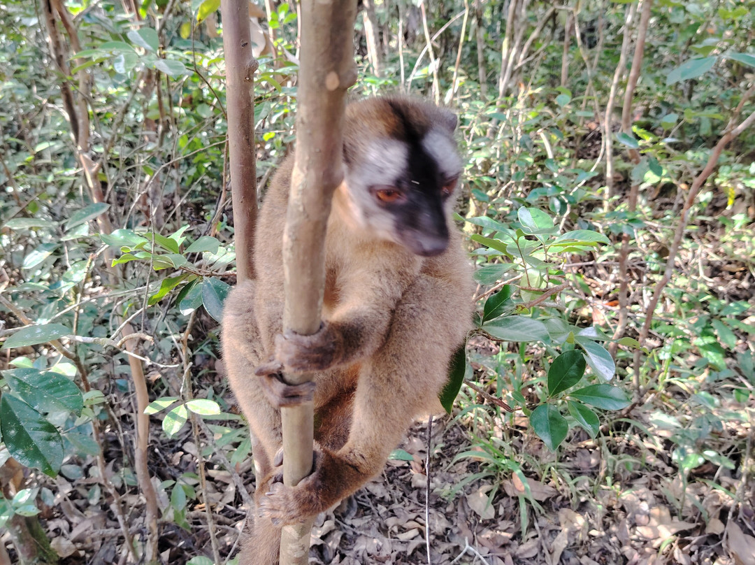 Madagascar Visite Company-安塔那那利佛必去景点