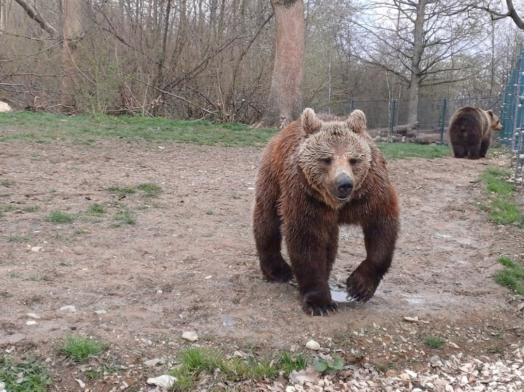 Libearty Bear Sanctuary Zarnesti-Zarnesti必去景点