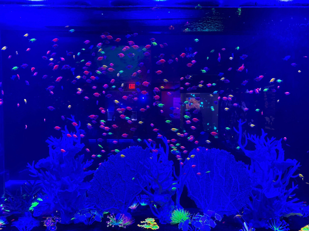 Jellyfish Museum