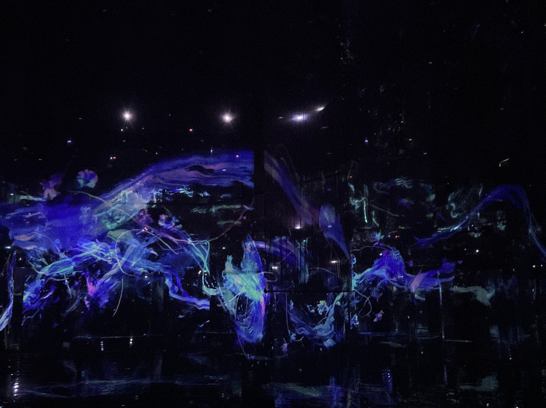 teamLab Phenomena Abu Dhabi-阿布扎比必去景点