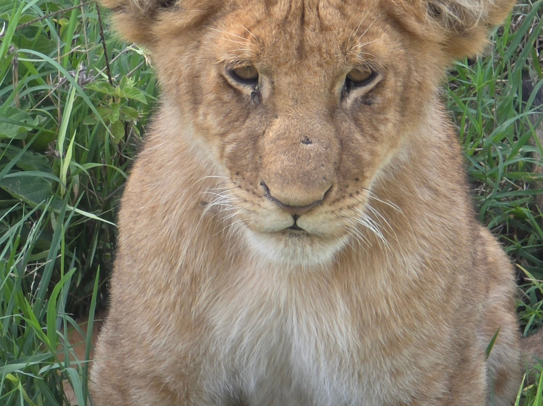 Kimbilio Serengeti Camp主图