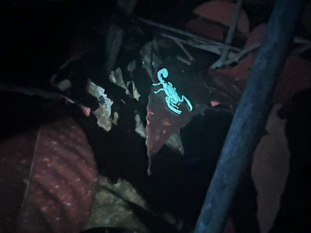 培亚涅库雨林旅馆主图