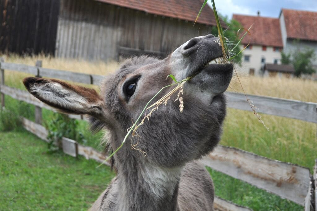 Eselhof Säge主图