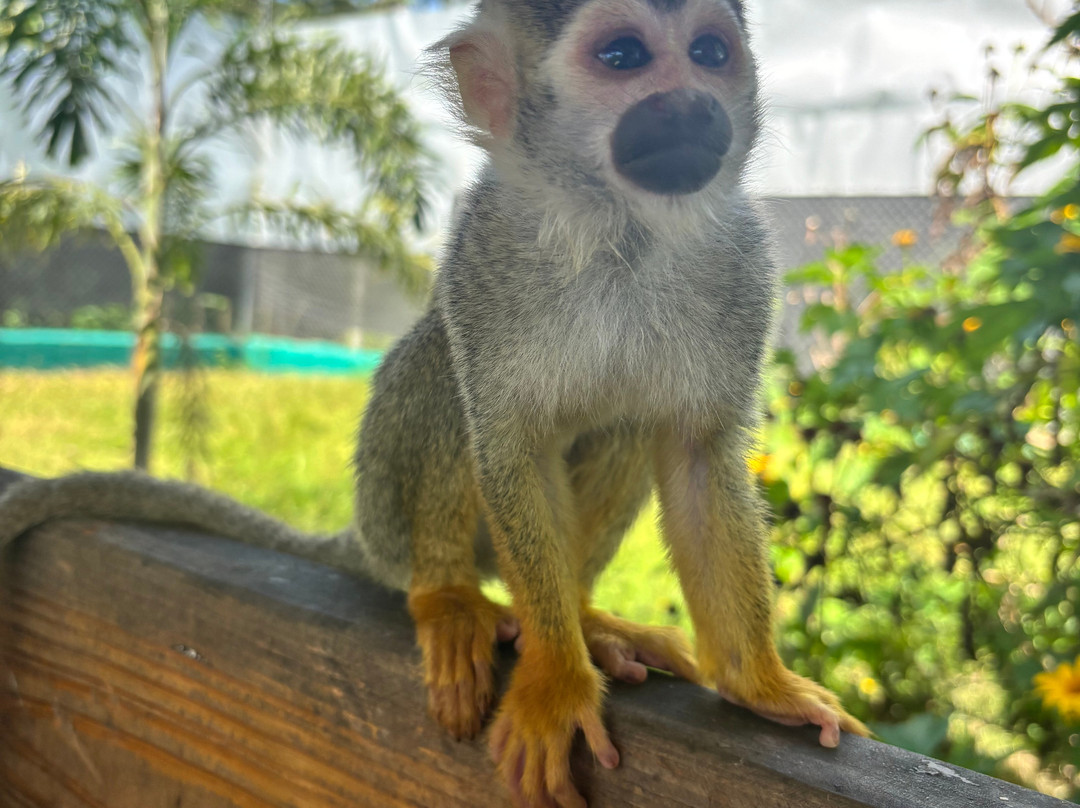 Monkey Home Puerto Plata-普拉塔港必去景点