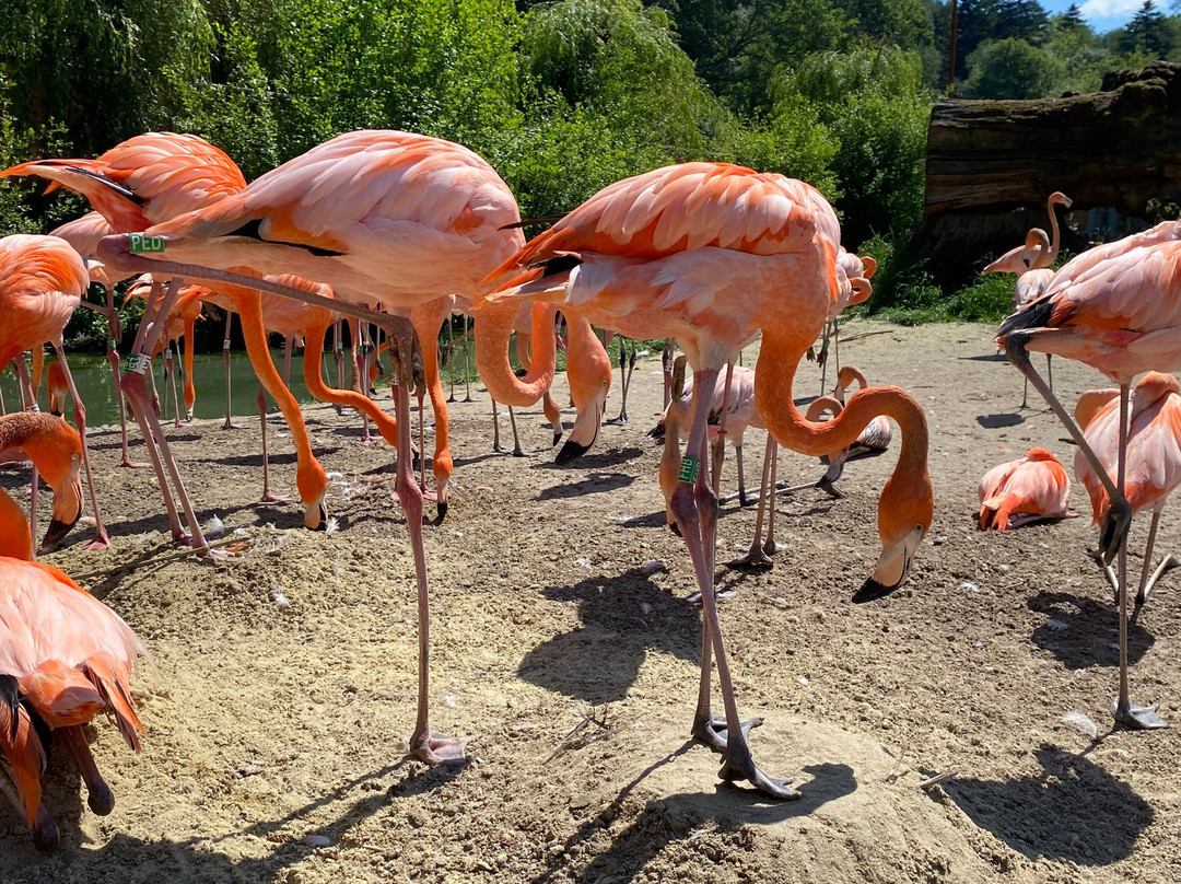 Parc Zoologique Cerza-Hermival-les-Vaux必去景点