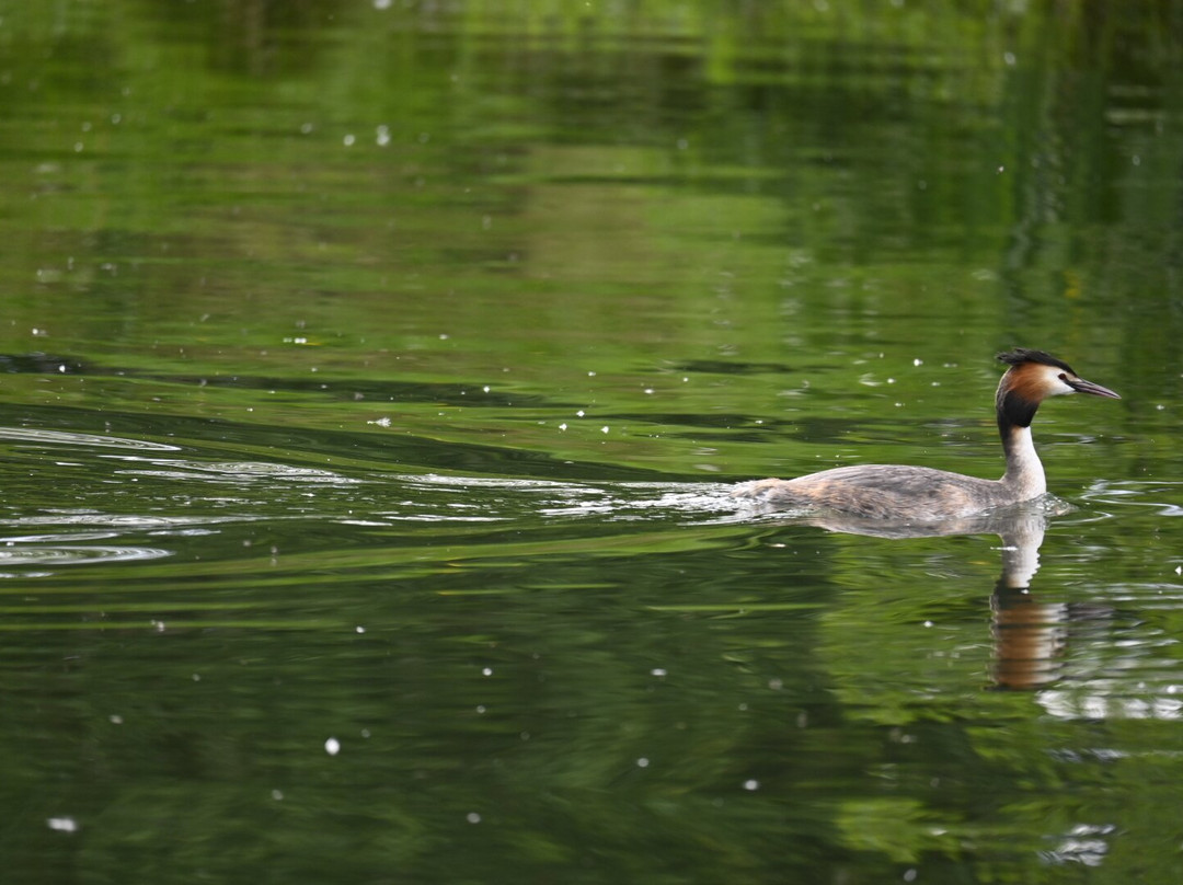 Boating at Cliveden-塔普洛必去景点