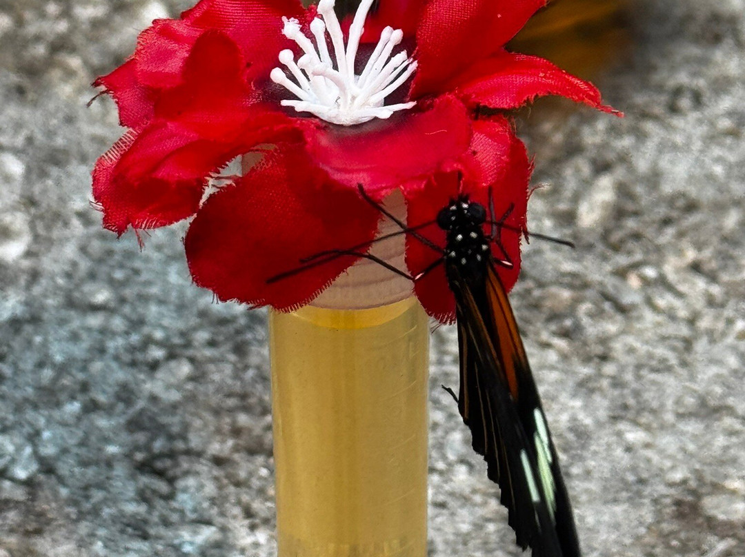 The Butterfly Palace-布兰森必去景点