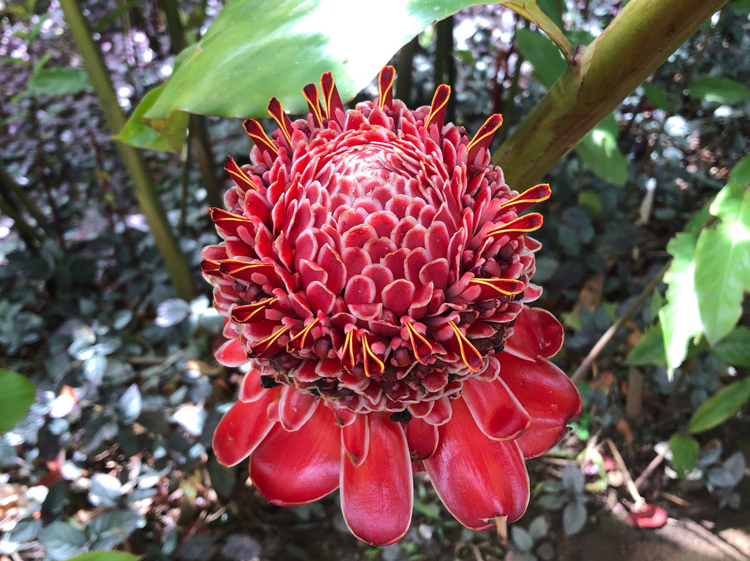 Jardin de Balata-法兰西堡必去景点