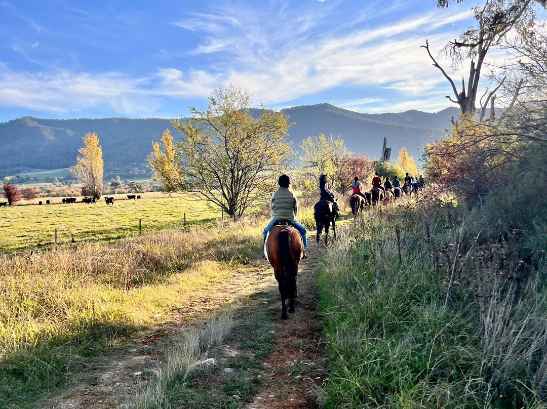 Bogong Horseback Adventures-Tawonga必去景点