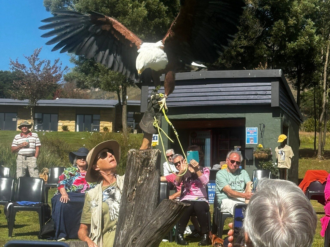 Falcon Ridge Bird of Prey Centre-温特顿必去景点