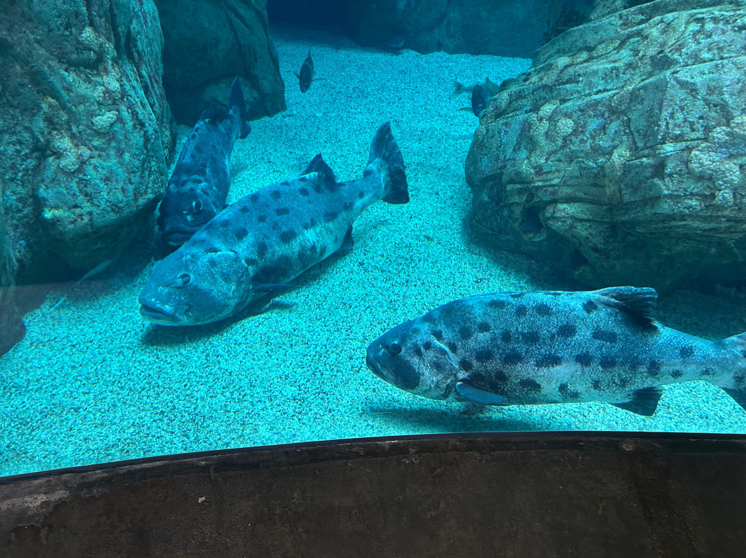 太平洋水族馆-长滩必去景点