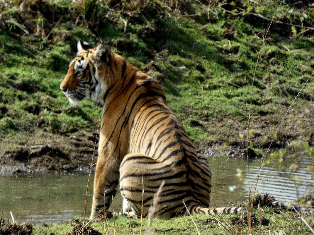 Ranthambore Tiger Safari-瑟瓦伊马托布尔必去景点