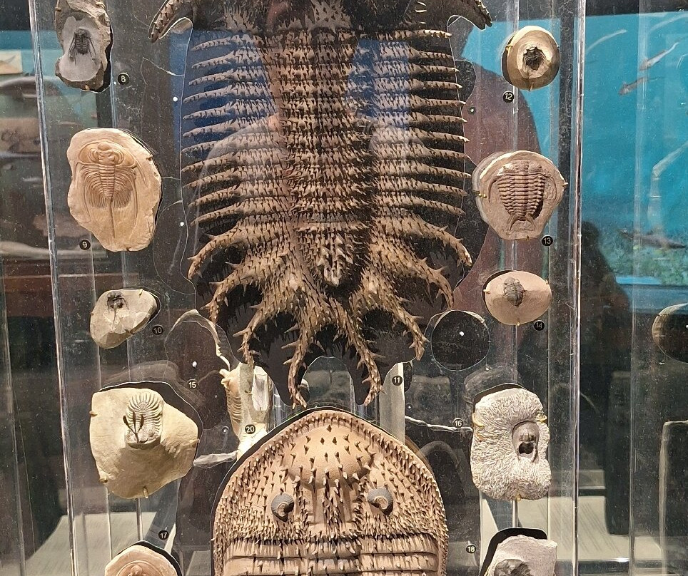 Mountain America Museum of Ancient Life-李海必去景点