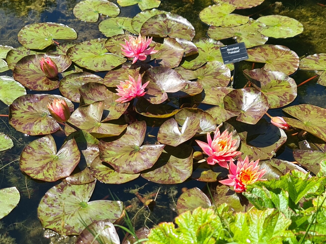 Bennetts Water Gardens-Chickerell必去景点
