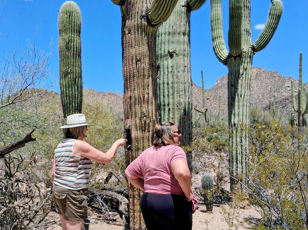Saguaro National Park-图森必去景点