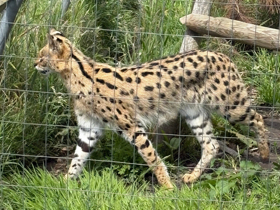 Ark Wildlife Park & Exotic Animal Sanctuary-Stickney必去景点