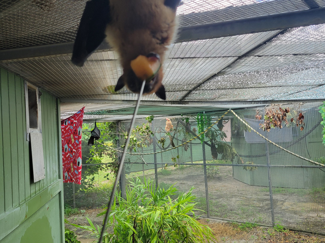 Lubee Bat Conservancy-盖恩斯维尔必去景点