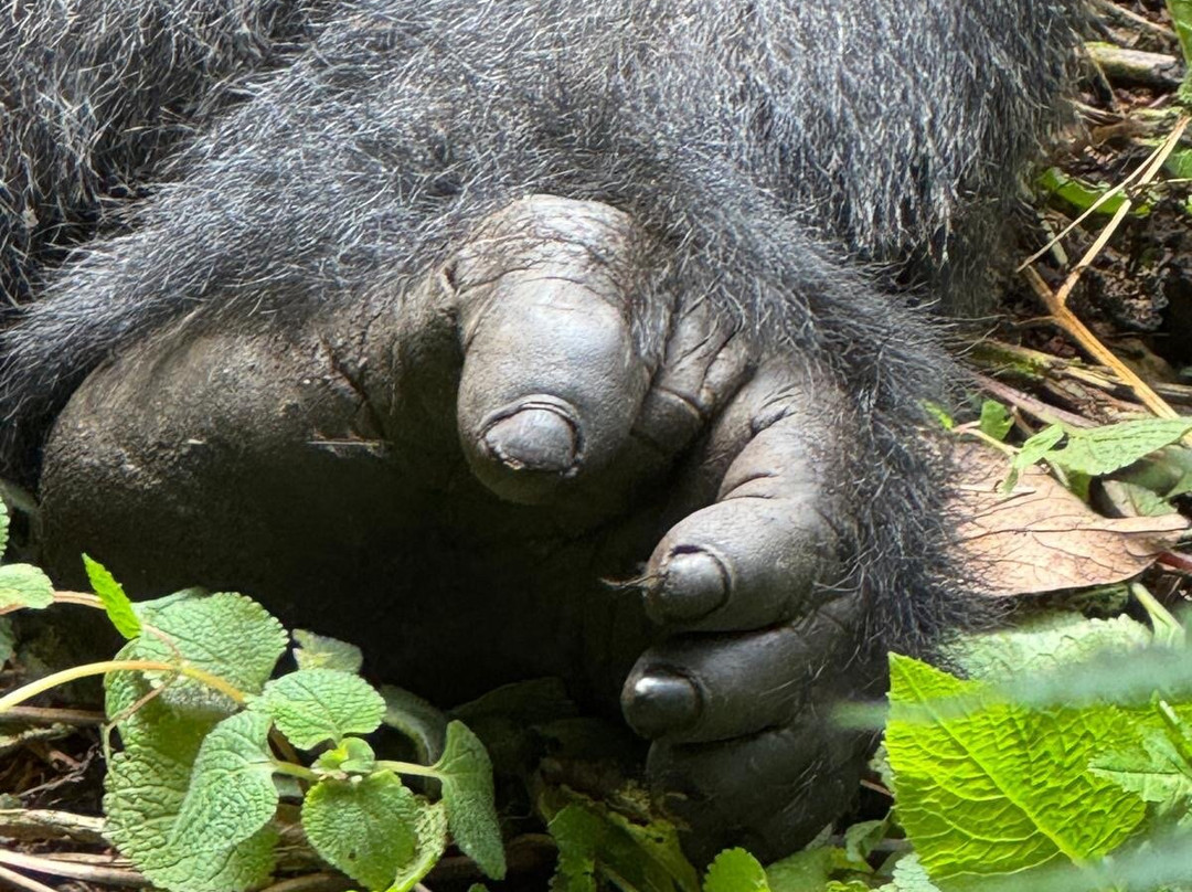 Gorilla Trek Africa-吉佳利必去景点