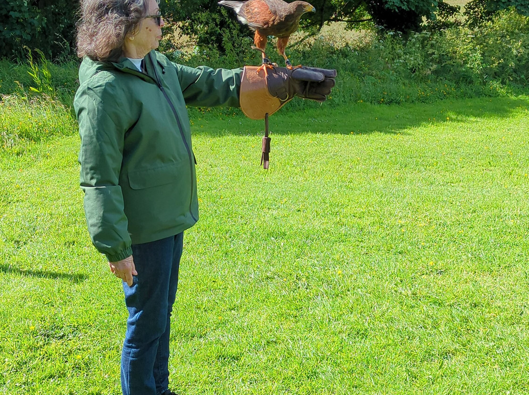 Hawkeye School of Falconry-基尔肯尼必去景点