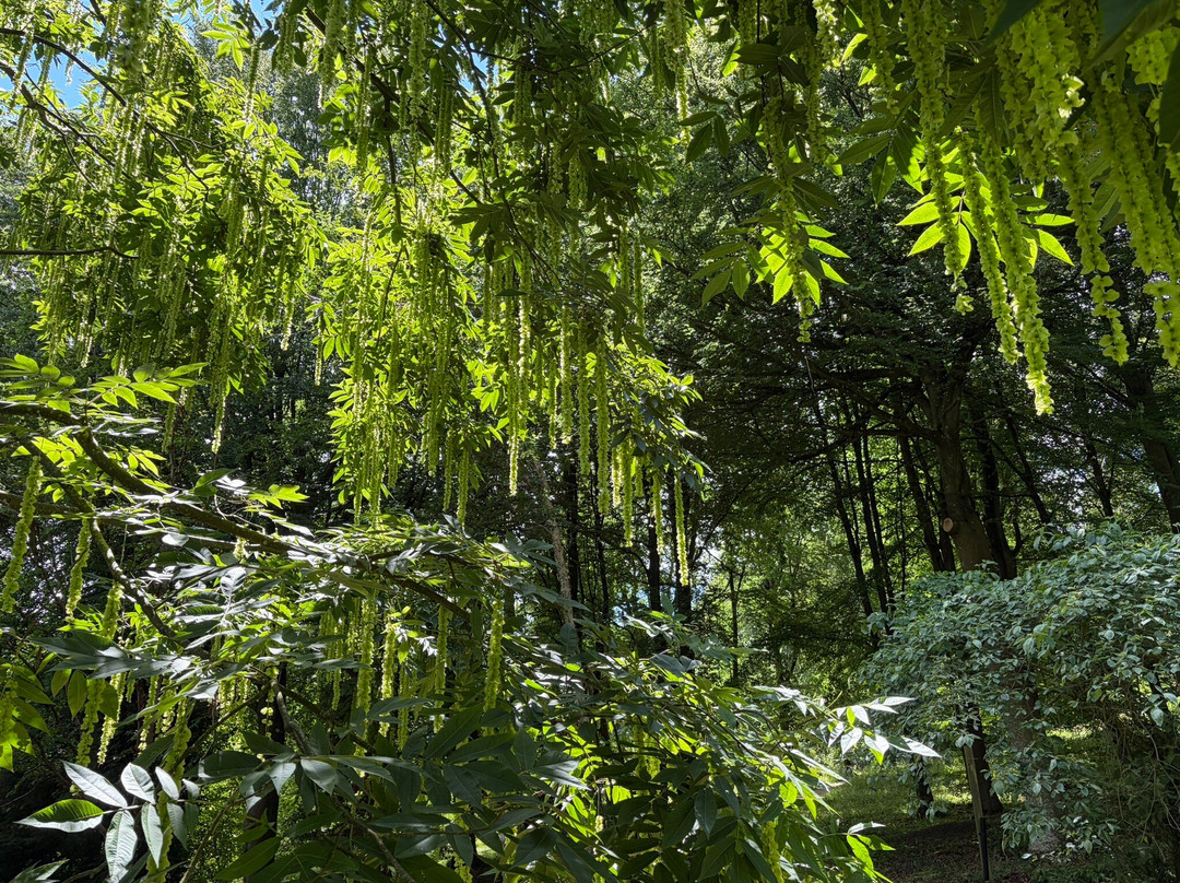 Batsford Arboretum-莫顿因马什必去景点