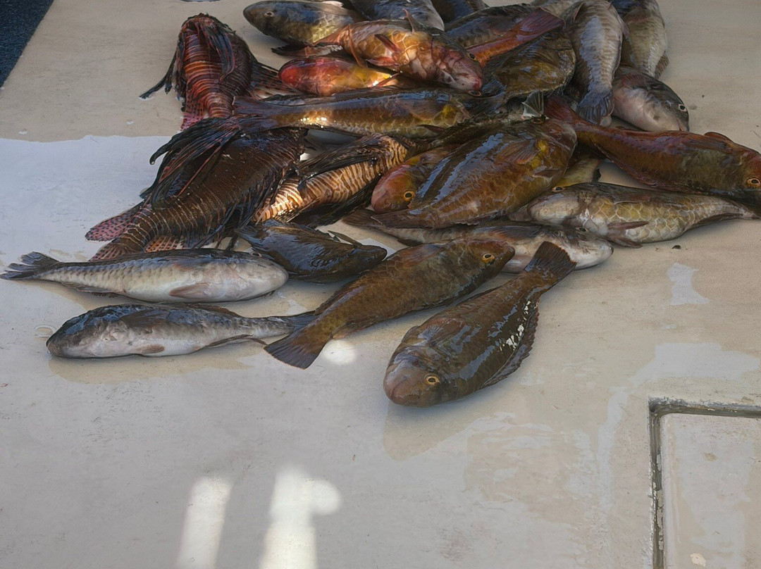 Fishing Tourism Kefalonia Dimitrios-Efthimia-Katelios必去景点