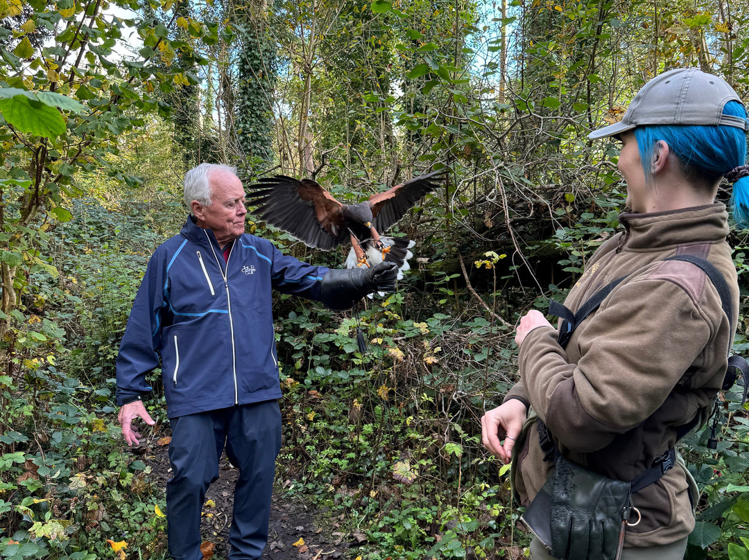Ireland's School of Falconry-康镇必去景点