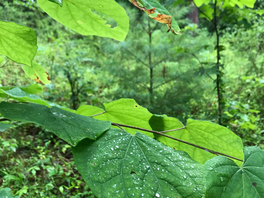 Natural Bridge State Park-天然桥必去景点