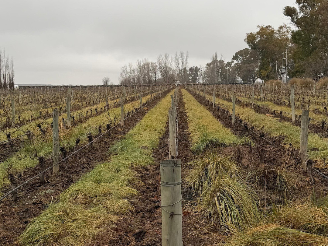 Huarpe Riglos Family Wines-阿格雷洛必去景点