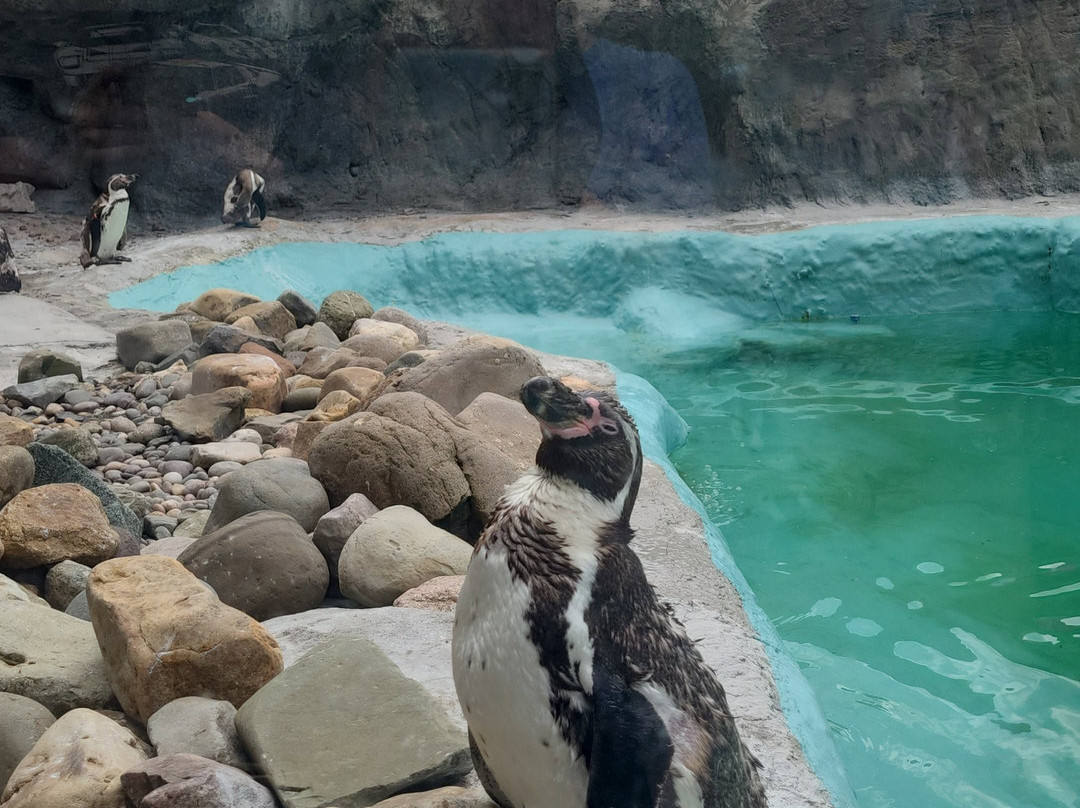 West Midlands Safari Park-Bewdley必去景点