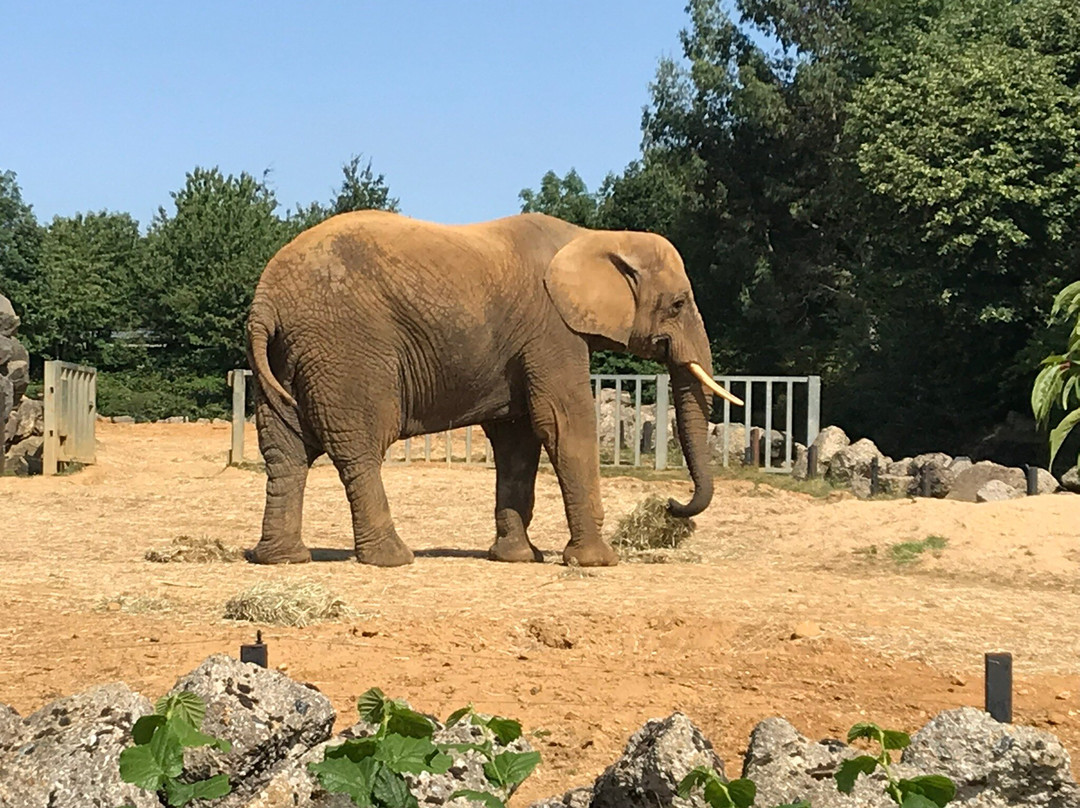 Colchester Zoo-科尔切斯特必去景点