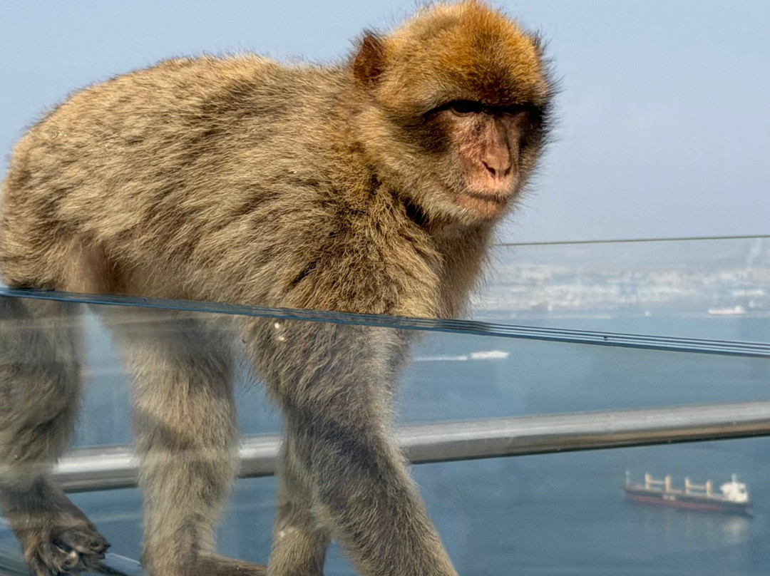 Gibraltar Rock Tours by John Lopez-直布罗陀必去景点