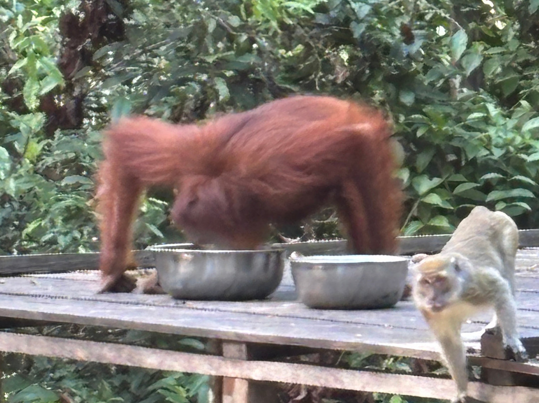 Dolphindo Tour Orangutan Tanjung Puting-Kumai必去景点