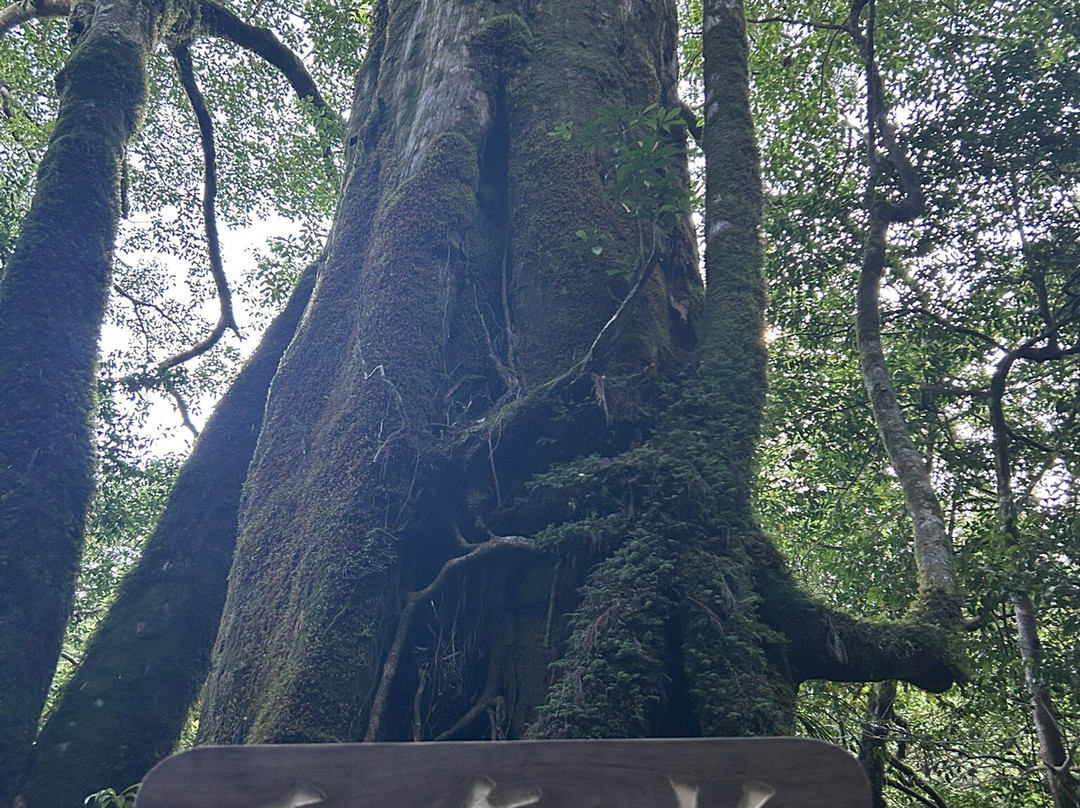 Yakusugi Land-屋久岛町必去景点