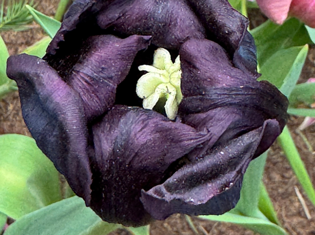 Akureyri Botanical Garden-阿克雷里必去景点