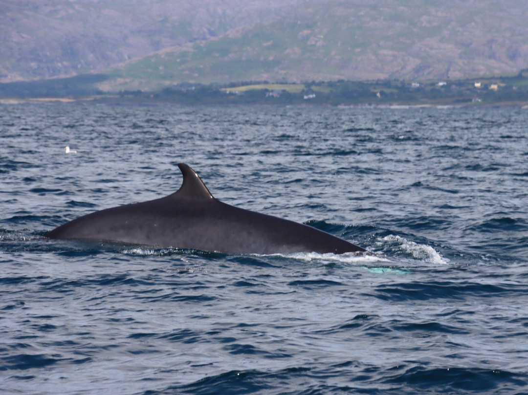 Bantry Sea Safari & Rentals-Bantry必去景点