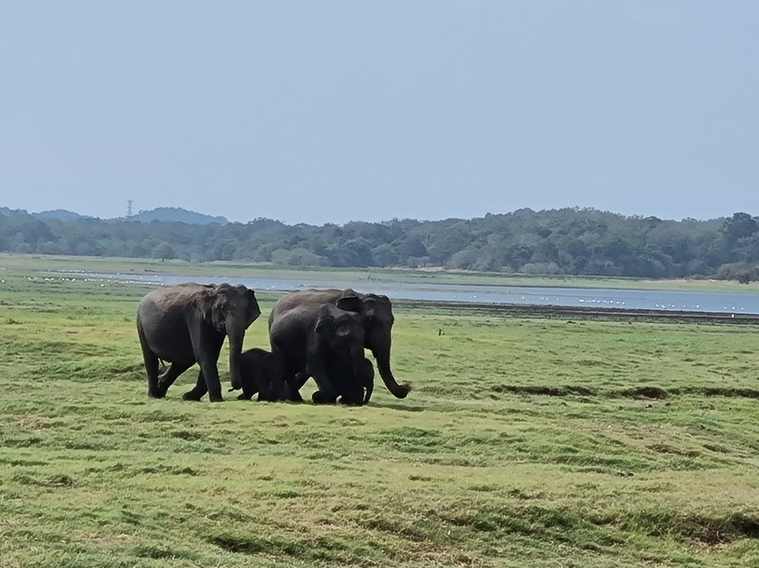 Visit Sri Lanka Transfers-Ratmalana必去景点