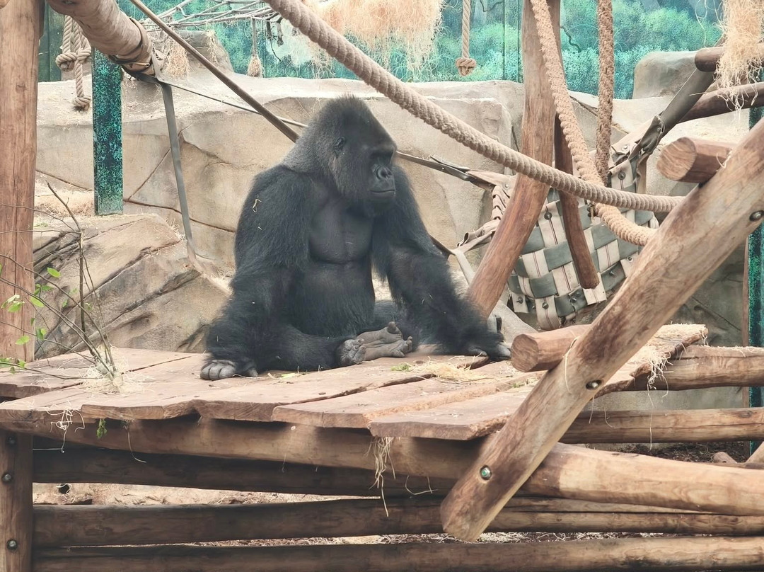 ZooParc de Beauval-圣艾尼昂必去景点