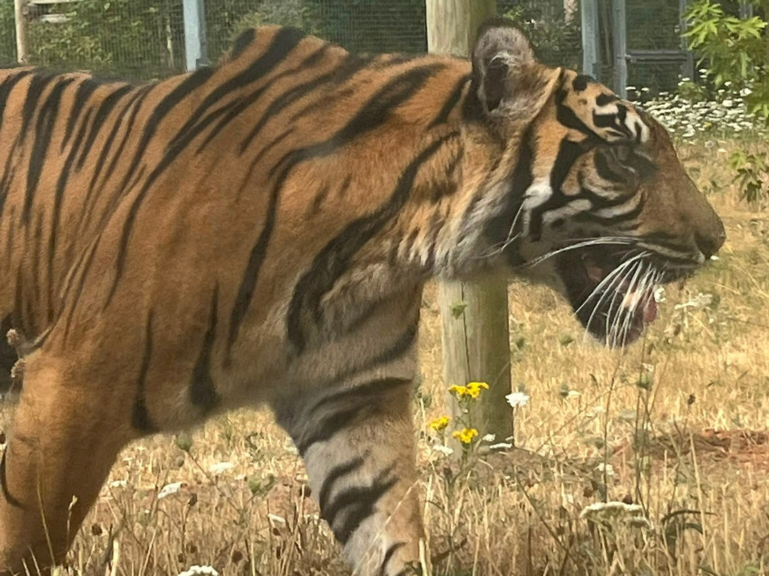 Twycross Zoo-Atherstone必去景点