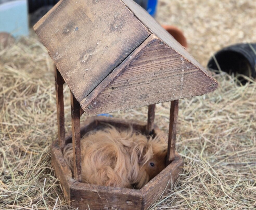 Rare Breeds Centre-Woodchurch必去景点