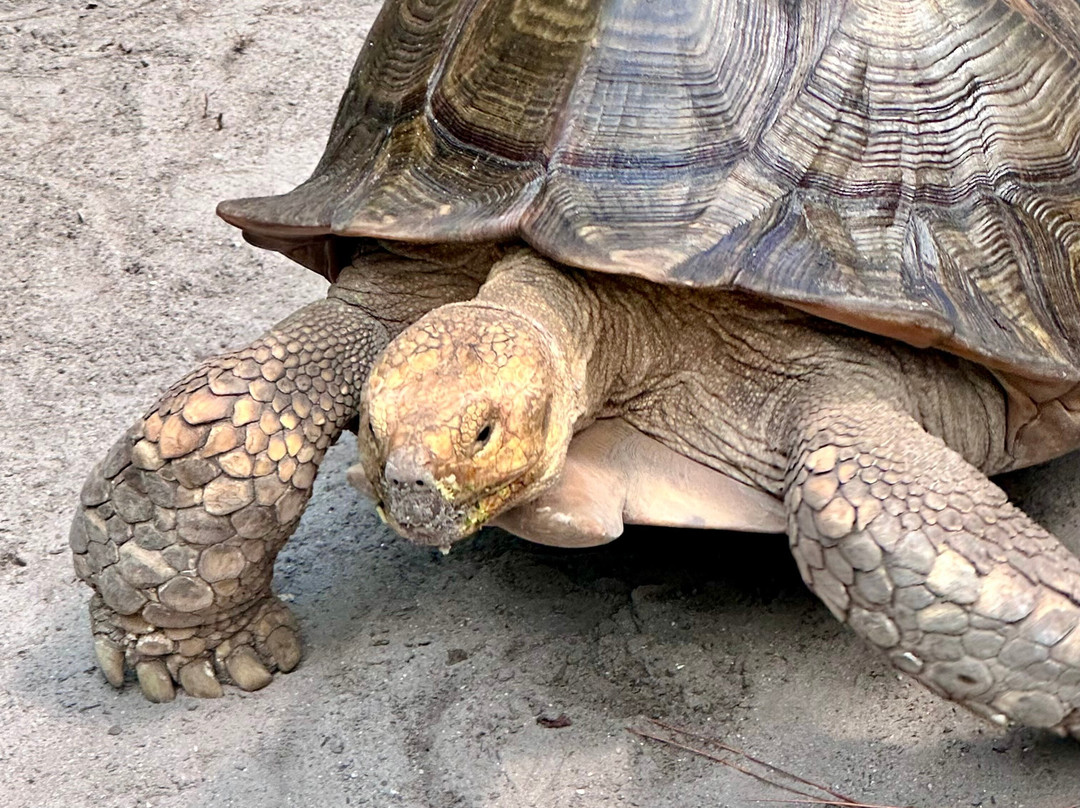 McCarthy's Wildlife Sanctuary-西棕榈滩必去景点
