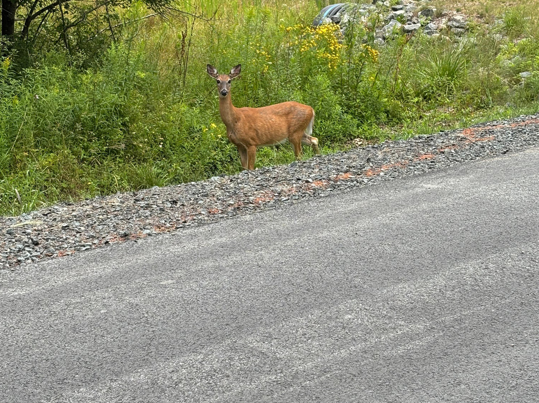 Van Horne Trail