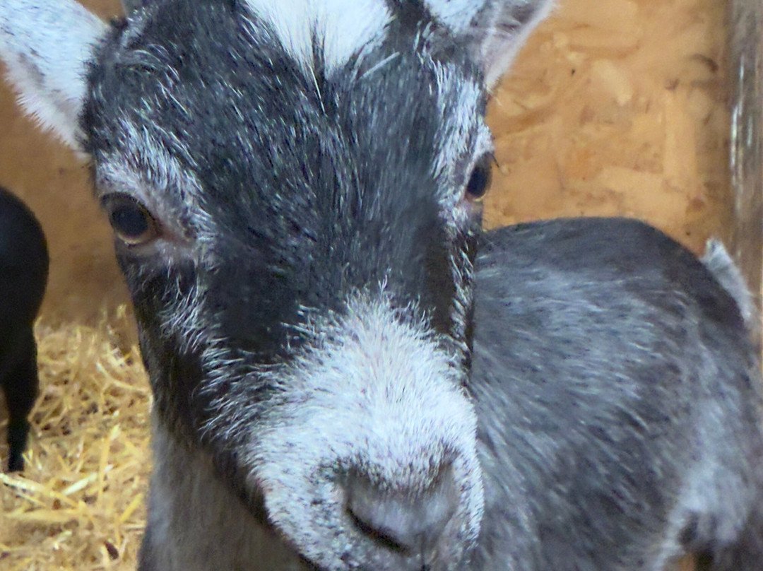 Kinedale Donkeys-Ballynahinch必去景点