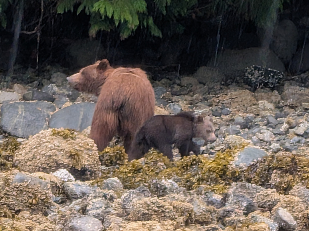 Tide Rip Grizzly Tours-Telegraph Cove必去景点