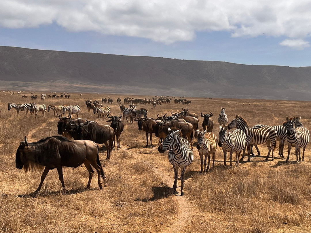 Tanzania-Experience-阿鲁沙必去景点